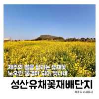 📸 노란 유채꽃과 함께하는 제주도 봄바람