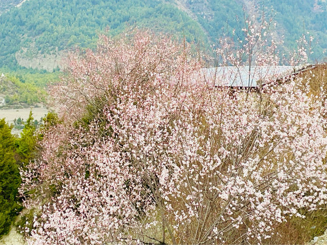 The elusive Himalayan cherry blossoms. 