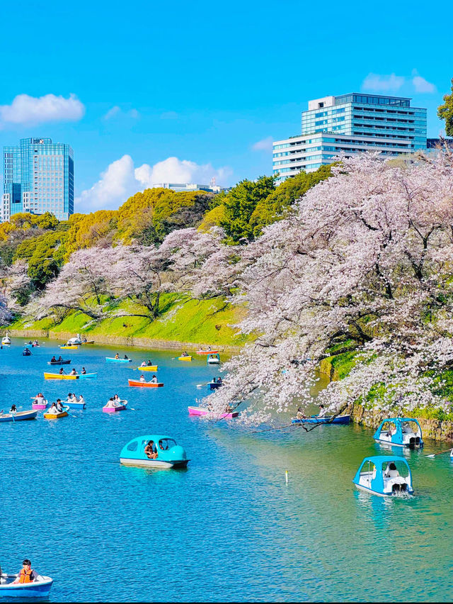 【東京・千鳥ヶ淵】王道!!大人気桜スポット