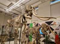 영화 '박물관이 살아있다'가 생각나는 Australian Museum