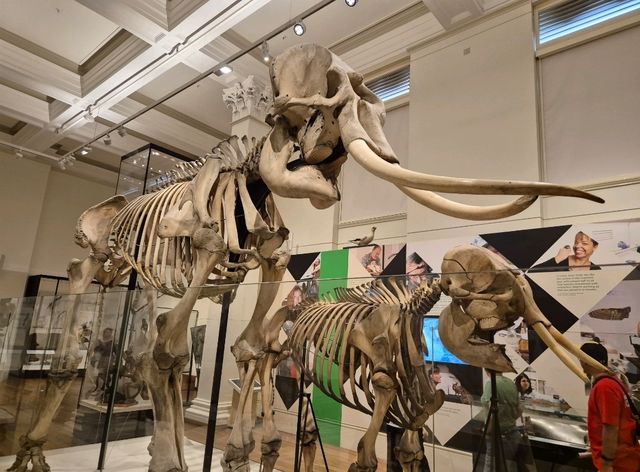영화 '박물관이 살아있다'가 생각나는 Australian Museum 영화 '박물관이 살아있다'가 생각나는 Australian Museum