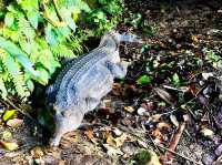 Taiping Zoo & Night Safari