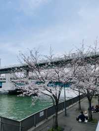 【大阪府】桜の季節限定の大川さくらクルーズを満喫