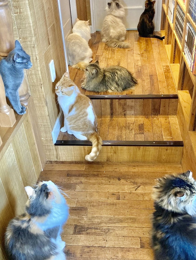 Cat Cafe MOCHA Harajuku