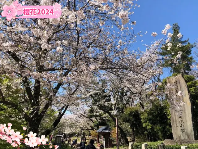 【東京】飛鳥山公園：櫻花🌸賞景，3月底-4月上旬最佳