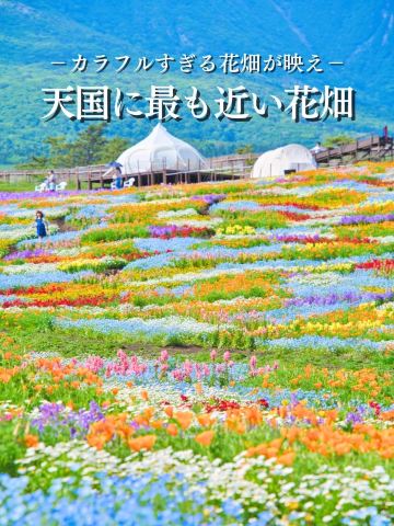大分】ここは天国ですか⁉️と勘違いしてします花畑絶景スポット