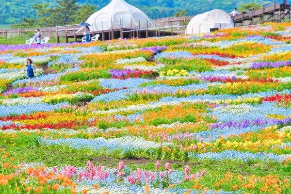 大分】ここは天国ですか⁉️と勘違いしてします花畑絶景スポット