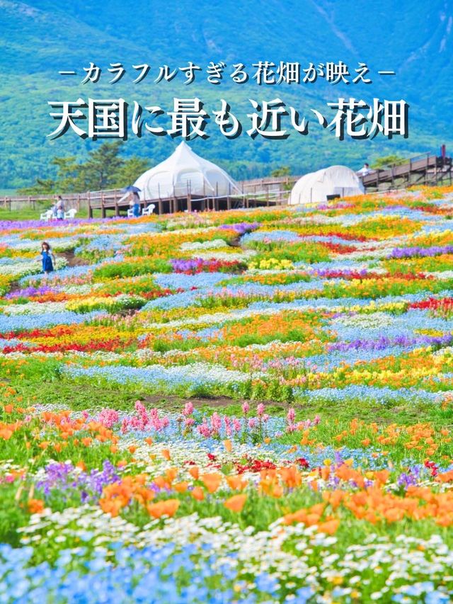 【大分】ここは天国ですか⁉️と勘違いしてします花畑絶景スポット✨