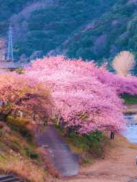 🌸Sakura🌸 @Kawazu