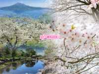 【鹿兒島】吉野公園：賞櫻，情侶和獨自一人