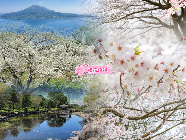 【鹿兒島】吉野公園：賞櫻，情侶和獨自一人