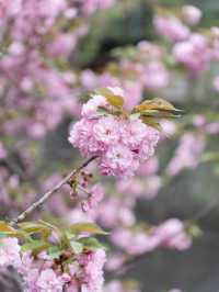 【東京都/中目黒】ソメイヨシノだけじゃない！中目黒で見つけた満開の桜