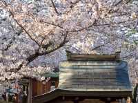ถ่ายรูปซากุระที่ศาลเจ้า Sumiyoshi Shrine 