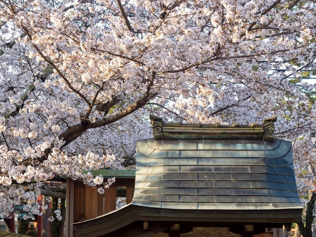 ถ่ายรูปซากุระที่ศาลเจ้า Sumiyoshi Shrine 