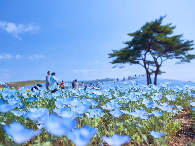 國營常陸海濱公園藍染粉蝶花海 & 夢幻掃帚草紅海