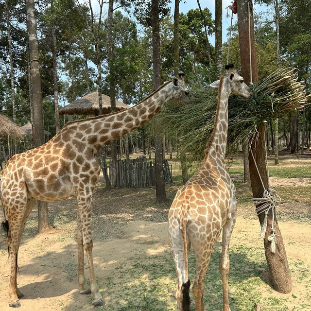 【東京上野動物園】豐富多彩動物世界 【東京上野動物園】豐富多彩動物世界