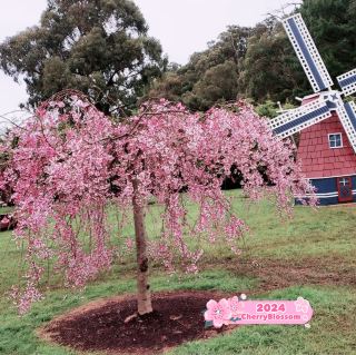 Tesselaar Tulip Festival