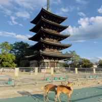 【奈良】奈良といったらココ！可愛い鹿と歴史ある建物。
