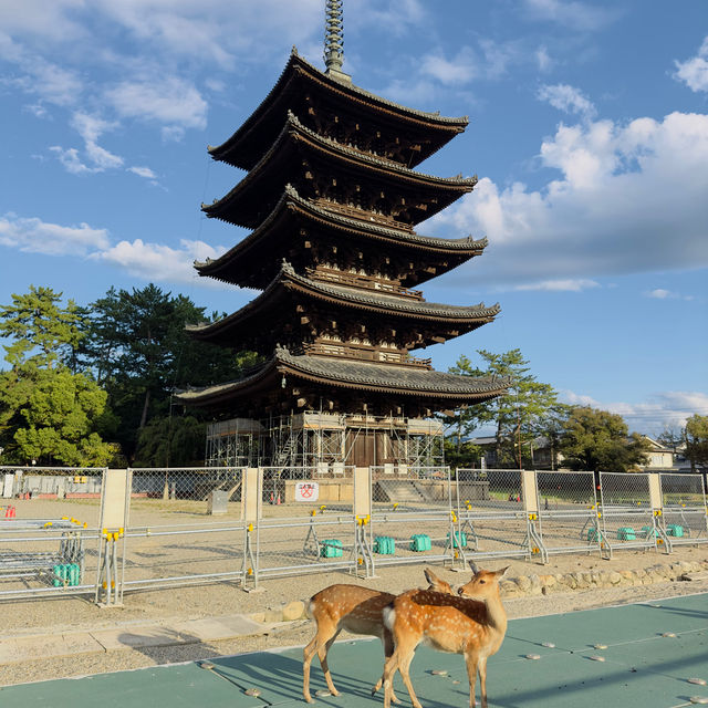 【奈良】奈良といったらココ！可愛い鹿と歴史ある建物。
