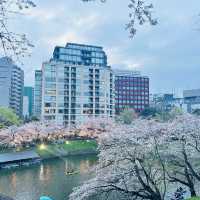 【桜スポット】千鳥ヶ淵の桜🌸