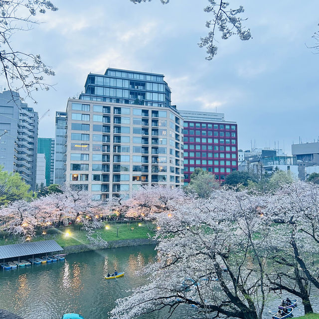 【桜スポット】千鳥ヶ淵の桜🌸