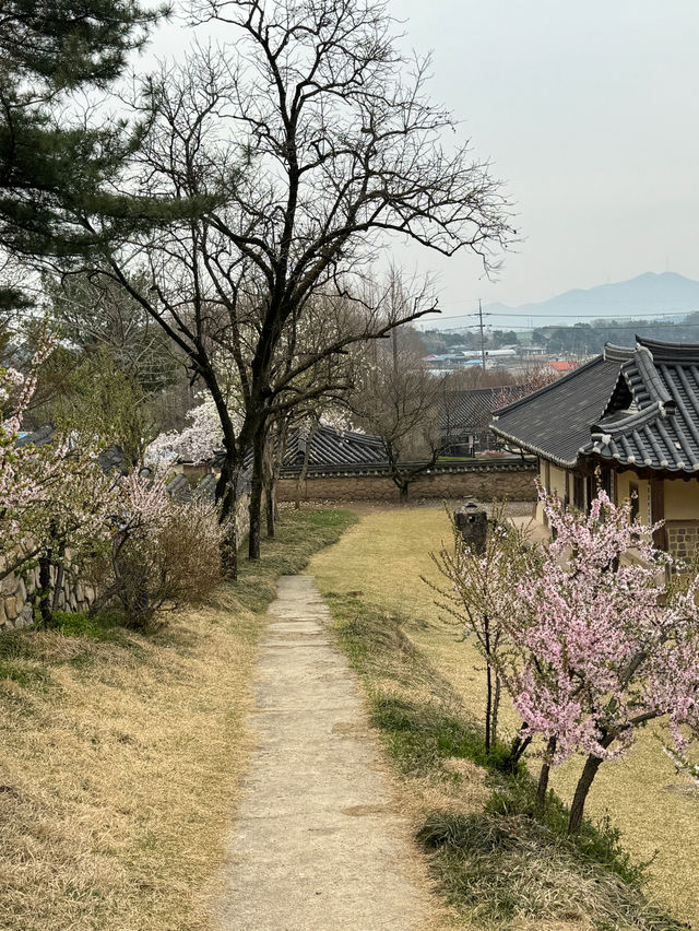 수선화와 벚꽃을 동시에 즐기는 봄여행 명소 추사김정희고택