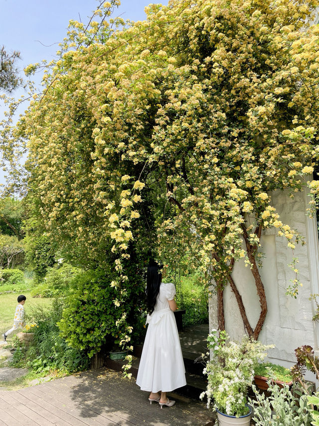 🌼여수에서 제일 예쁜 목향장미 포토존!!!