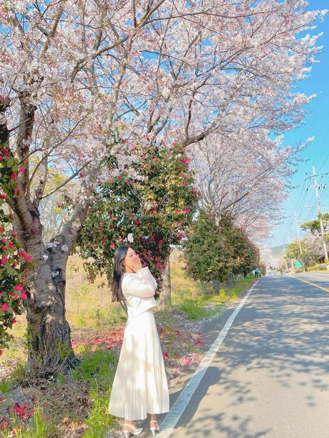 🌸창원 가포로 숨겨진 동백벚꽃길🌸