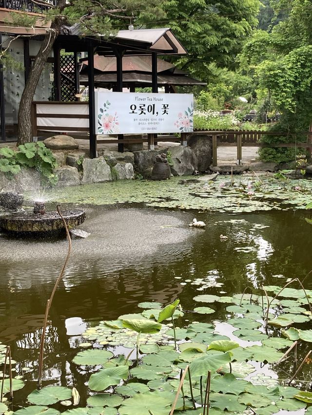 🌸향긋한 꽃차 마시며 힐링 가평 카페 ’오롯이,꽃‘