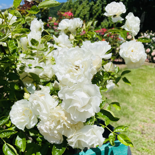【長野県/高遠　約270種類のバラが咲く丘の上のローズガーデン🌹】