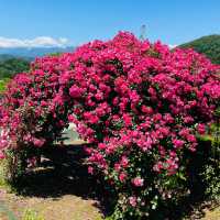 【長野県/高遠　約270種類のバラが咲く丘の上のローズガーデン🌹】