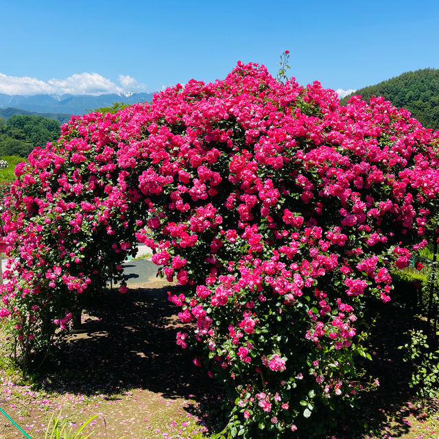 【長野県/高遠　約270種類のバラが咲く丘の上のローズガーデン🌹】