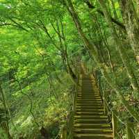 【台灣春天好去處】玉山國家公園：杜鵑花海，追尋春日之美的最佳目的地