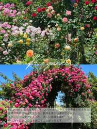 【大分/天国の花畑】天空に見たこともない美しい場所があった！！