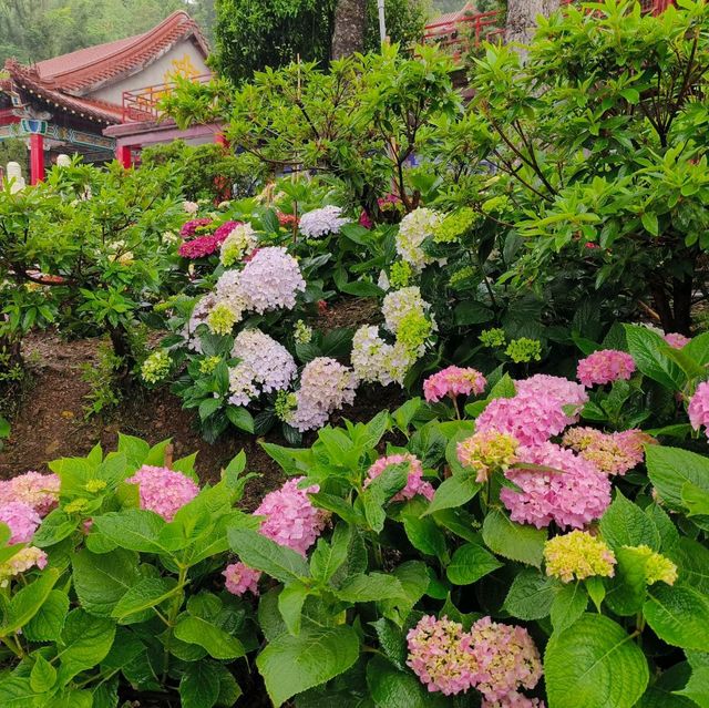 台中-梨山遊客服務中心（大自然闖關活動）