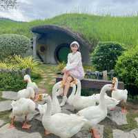 AlpacaHill สวนสัตว์ที่น่ารักสุด ๆ ในสวนผึ้งค่ะ