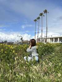 【LA聖地亞哥】La Jolla Cove：海豹海獅近距離觀賞，適合白天遊玩！