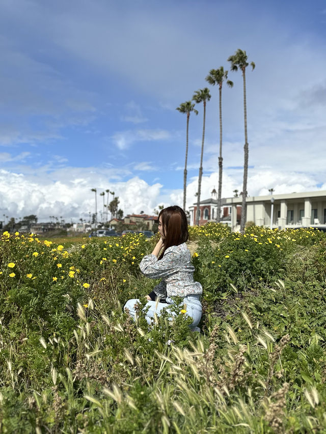【LA聖地亞哥】La Jolla Cove：海豹海獅近距離觀賞，適合白天遊玩！