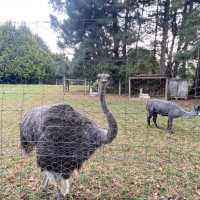 Invercargill皇后公園