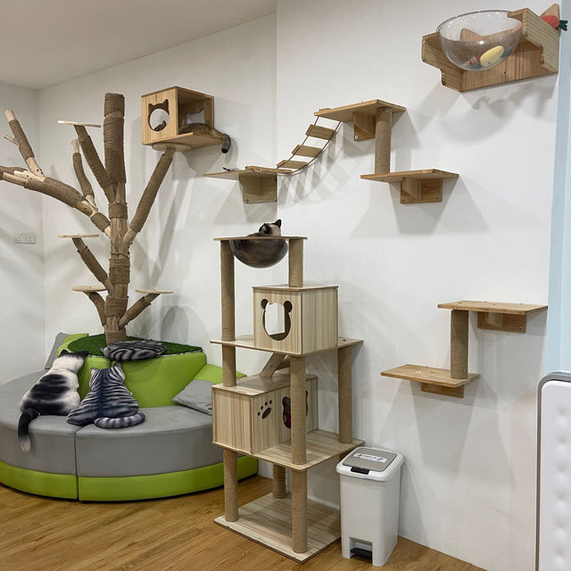 Feline Fun for the Whole Family: Chucky Cat Cafe Delights!