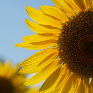 Himawari Park: A Summer Spectacle of Sunflowers