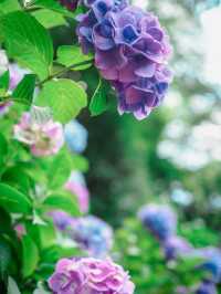 【東京】紫陽花おすすめスポット3選𓂃 𓈒𓏸❁⃘
