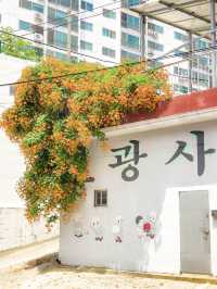 여름을 알리는 능소화🧡  