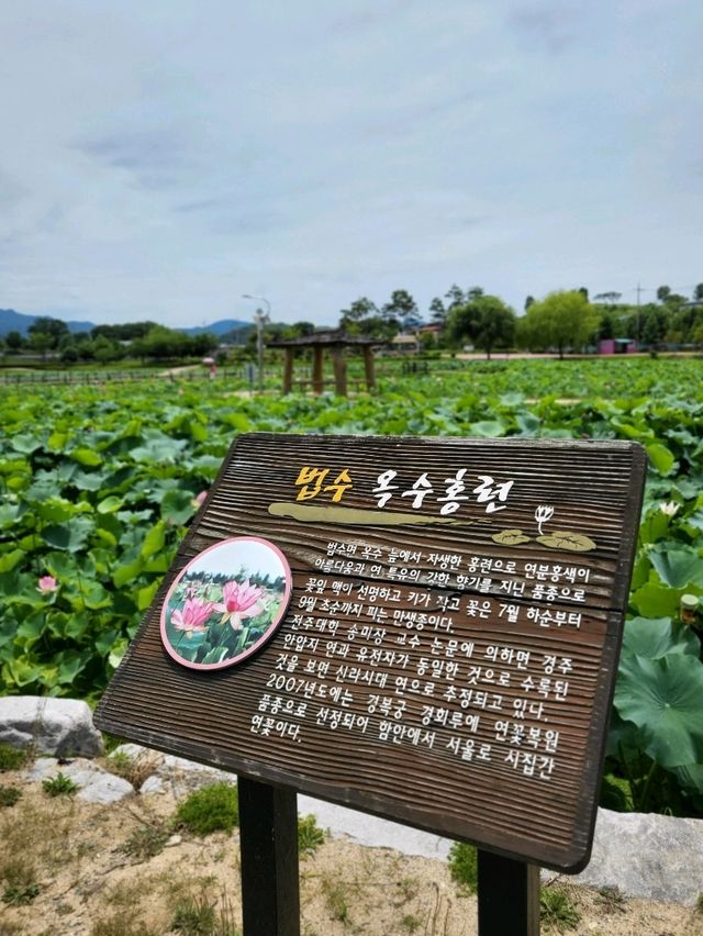여름꽃 대표주자 연꽃은 여기서 봐요