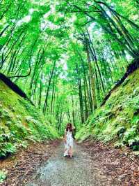 美人林 @ Bijin Bayashi Forest 