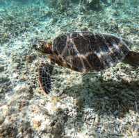 Dive into Okinawa Marine 