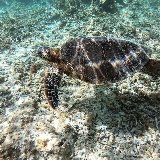 Dive into Okinawa Marine 