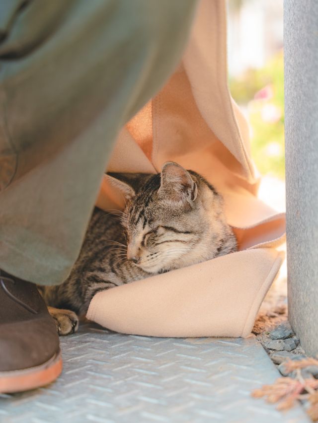 【香川】瀬戸内海に浮かぶ猫島！島猫と絶景に癒される1日！