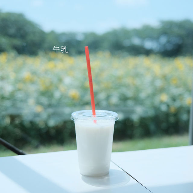 【千葉】関東のひまわり畑に行くなら「成田ゆめ牧場」へ🐮