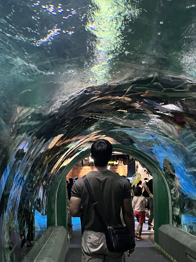 서울 실내데이트 강추! 잠실 롯데월드 아쿠아리움🐟